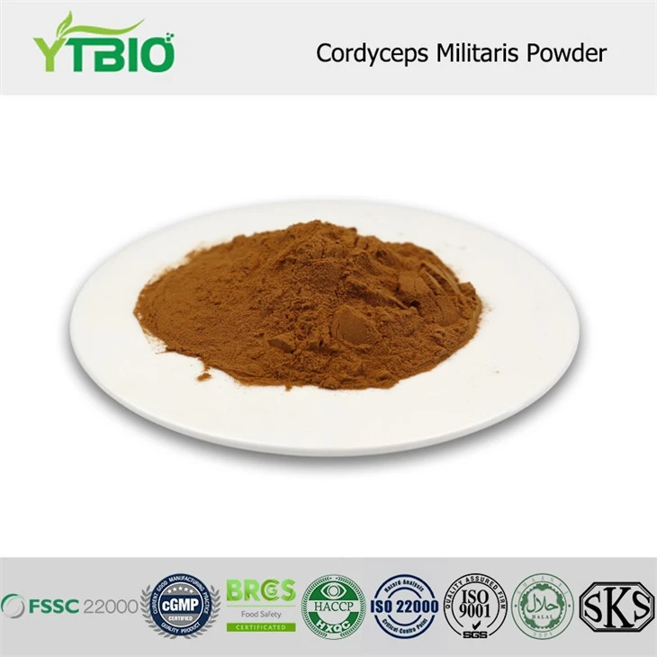 Cordyceps Militaris Pulver